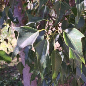 Brachychiton populneus subsp. populneus at Mount Majura - 22 Apr 2024