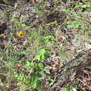 Rosa sp. at Mount Majura - 22 Apr 2024