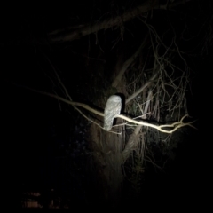 Podargus strigoides (Tawny Frogmouth) at Watson, ACT - 22 Apr 2024 by AniseStar