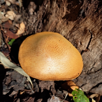 Gymnopilus junonius (Spectacular Rustgill) at Watson, ACT - 22 Apr 2024 by abread111