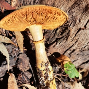 Gymnopilus junonius at Mount Majura - 22 Apr 2024