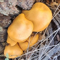 Gymnopilus junonius at Mount Majura - 22 Apr 2024