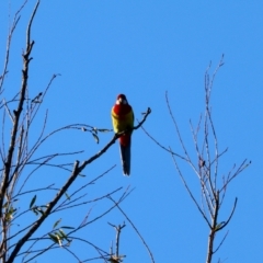 Platycercus eximius (Eastern Rosella) at Broulee Moruya Nature Observation Area - 21 Apr 2024 by LisaH