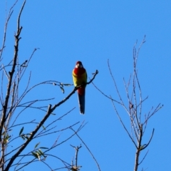 Platycercus eximius (Eastern Rosella) at Moruya, NSW - 21 Apr 2024 by LisaH