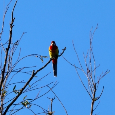 Platycercus eximius (Eastern Rosella) at Broulee Moruya Nature Observation Area - 21 Apr 2024 by LisaH