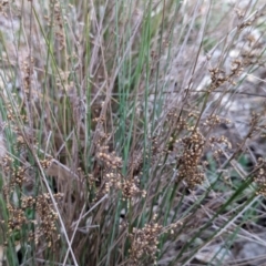 Juncus subsecundus (Finger Rush) at Watson, ACT - 20 Apr 2024 by AniseStar