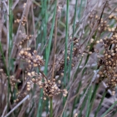 Juncus subsecundus at Watson Woodlands - 20 Apr 2024