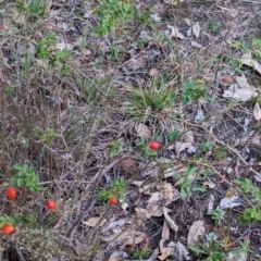 Rosa rubiginosa (Sweet Briar, Eglantine) at Watson Woodlands - 20 Apr 2024 by AniseStar