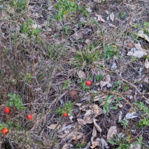 Rosa rubiginosa at Watson Woodlands - 20 Apr 2024 05:44 PM