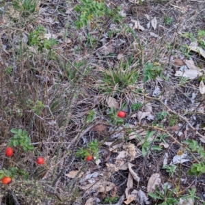 Rosa rubiginosa at Watson Woodlands - 20 Apr 2024