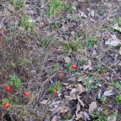 Rosa rubiginosa at Watson Woodlands - 20 Apr 2024 05:44 PM