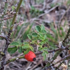 Rosa rubiginosa at Watson Woodlands - 20 Apr 2024