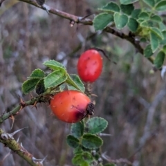 Rosa rubiginosa at Watson Woodlands - 20 Apr 2024 05:44 PM