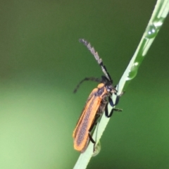 Pseudolycus sp. (genus) at Moruya, NSW - suppressed