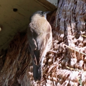 Cormobates leucophaea at Moruya, NSW - suppressed