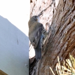 Cormobates leucophaea at Moruya, NSW - suppressed