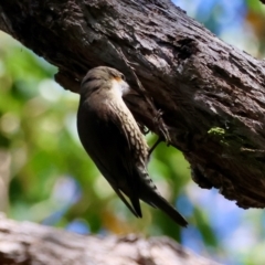 Cormobates leucophaea at Moruya, NSW - 22 Apr 2024