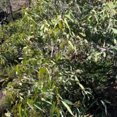 Corymbia eximia at Morton National Park - 21 Apr 2024