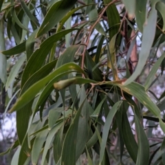 Acacia implexa at Watson Woodlands - 20 Apr 2024 by AniseStar