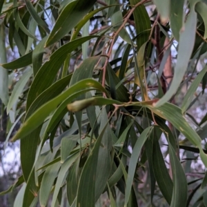 Acacia implexa at Watson Woodlands - 20 Apr 2024