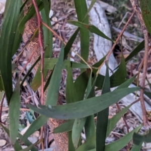 Acacia implexa at Watson Woodlands - 20 Apr 2024