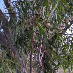 Acacia implexa at Watson Woodlands - 20 Apr 2024