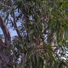 Acacia implexa at Watson Woodlands - 20 Apr 2024