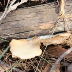 Crepidotus nephrodes (Crepidotus nephrodes) at Moruya, NSW - 22 Apr 2024 by LisaH