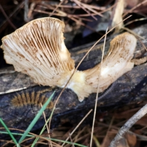 Crepidotus nephrodes at suppressed - 22 Apr 2024