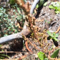 Dysphania pumilio (Small Crumbweed) at Watson, ACT - 22 Apr 2024 by abread111