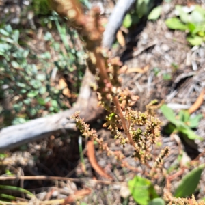 Dysphania pumilio (Small Crumbweed) at Mount Majura by abread111