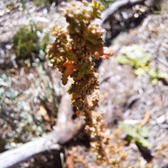 Dysphania pumilio at Mount Majura - 22 Apr 2024