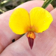 Bossiaea heterophylla (Variable Bossiaea) at Moollattoo, NSW - 21 Apr 2024 by lbradley