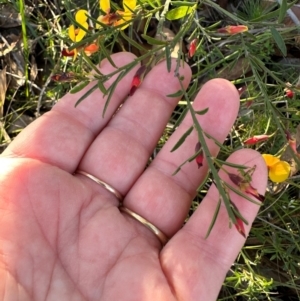 Bossiaea heterophylla at Morton National Park - 21 Apr 2024