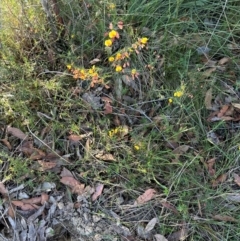 Bossiaea heterophylla at Moollattoo, NSW - 21 Apr 2024