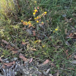 Bossiaea heterophylla at Moollattoo, NSW - 21 Apr 2024 03:27 PM