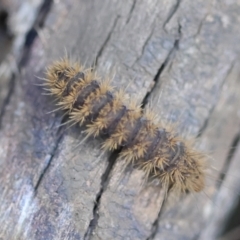 Dermestidae sp. (family) at Broulee Moruya Nature Observation Area - 22 Apr 2024 by LisaH