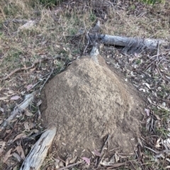 Nasutitermes exitiosus (Snouted termite, Gluegun termite) at Watson Woodlands - 20 Apr 2024 by AniseStar