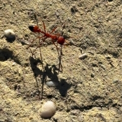 Myrmecia gulosa (Red bull ant) at Moollattoo, NSW - 21 Apr 2024 by lbradley