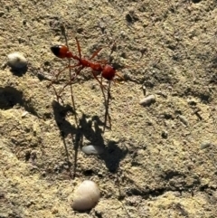 Myrmecia gulosa (Red bull ant) at Moollattoo, NSW - 21 Apr 2024 by lbradleyKV