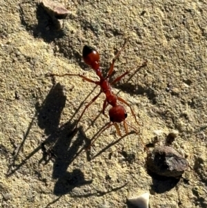 Myrmecia gulosa at Morton National Park - 21 Apr 2024