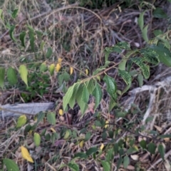 Celtis australis at Watson Woodlands - 20 Apr 2024