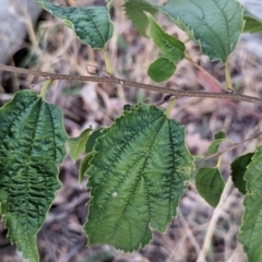 Celtis australis at Watson Woodlands - 20 Apr 2024 05:41 PM