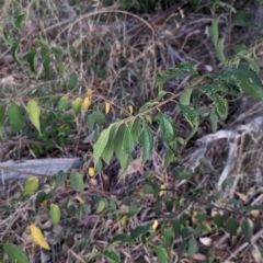 Celtis australis at Watson Woodlands - 20 Apr 2024