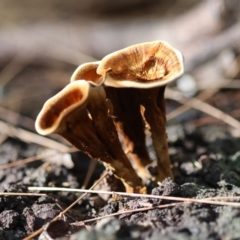 Coltricia sp. at Broulee Moruya Nature Observation Area - 22 Apr 2024 by LisaH