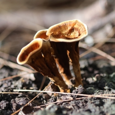 Coltricia sp. at Moruya, NSW - 22 Apr 2024 by LisaH