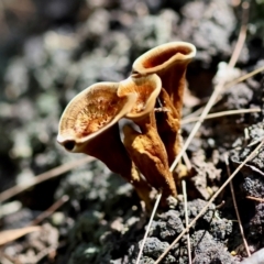 Coltricia sp. at Moruya, NSW - suppressed