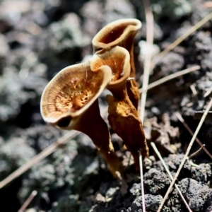 Coltricia sp. at Moruya, NSW - suppressed