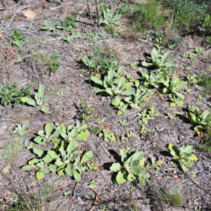 Verbascum thapsus subsp. thapsus at Mount Majura - 22 Apr 2024 12:07 PM