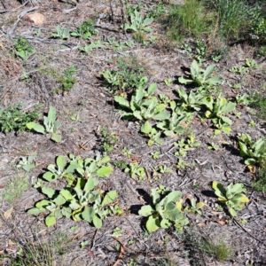 Verbascum thapsus subsp. thapsus at Mount Majura - 22 Apr 2024